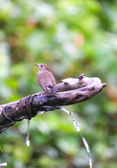 Natural bird images in Bang Pu District, Samut Prakan Province, Thailand