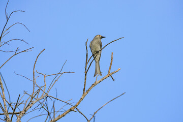 Natural bird images in Bang Pu District, Samut Prakan Province, Thailand