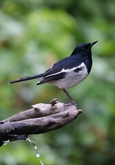 Natural bird images in Bang Pu District, Samut Prakan Province, Thailand