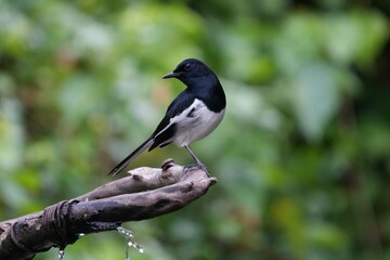 Natural bird images in Bang Pu District, Samut Prakan Province, Thailand