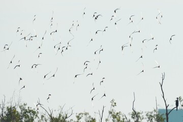 Natural bird images in Bang Pu District, Samut Prakan Province, Thailand