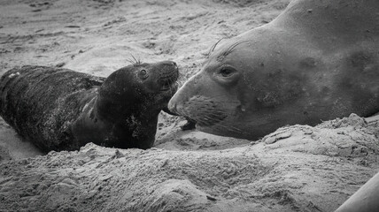 An Elephant Seal Mom and her pup