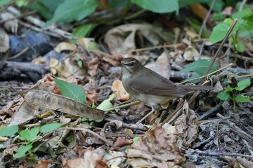 Natural bird images in Bang Pu District, Samut Prakan Province, Thailand