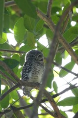 Natural bird images in Bang Pu District, Samut Prakan Province, Thailand