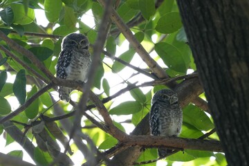 Natural bird images in Bang Pu District, Samut Prakan Province, Thailand
