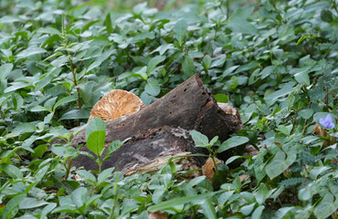 Natural bird images in Bang Pu District, Samut Prakan Province, Thailand