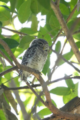 Natural bird images in Bang Pu District, Samut Prakan Province, Thailand