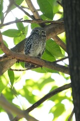 Natural bird images in Bang Pu District, Samut Prakan Province, Thailand
