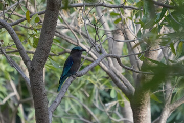 Natural bird images in Bang Pu District, Samut Prakan Province, Thailand