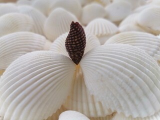 sea shell