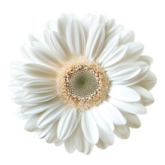 Elegant White Daisy Flower with Petals and Center Close-Up Detail