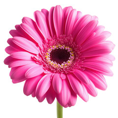 Vibrant Pink Flower Close-Up with Detailed Petals and Center