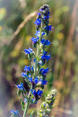 Vipérine commune © Erik-photography