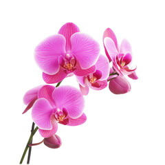 Obraz premium Vibrant Pink Orchid Blooms Isolated on White Background