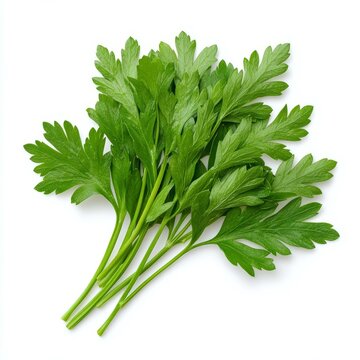 Bunch of fresh parsley pars in a bright green environment on a wooden surface