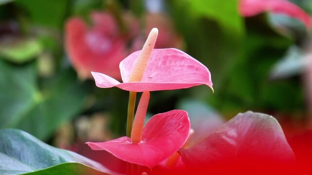 Anthurium andraeanum (flamingo flower, tailflower, painter's palette, oilcloth flower, laceleaf, kuping gajah) flower. The whole plant is toxic. It contains saponins and crystals of calcium oxalate