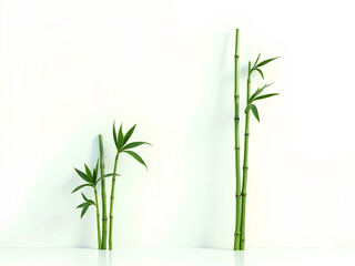 Fototapeta premium Branches of bamboo on white background