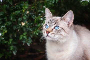  Siamese cat with blue eyes close up