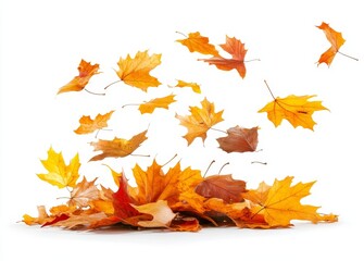 Falling autumn leaves studio shot, white background