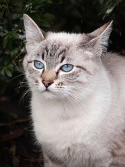  Siamese cat with blue eyes close up