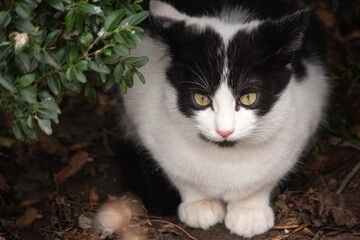 Black and white kitten closeup