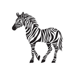zebra isolated on white