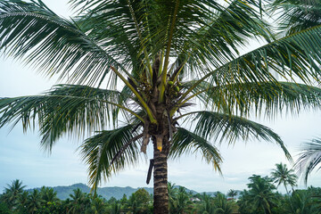 Obraz premium A single, tall coconut palm tree stands majestically against a backdrop of lush greenery and distant mountains, creating a serene tropical landscape. Close-up of Young Coconuts Growing on a Palm Tree