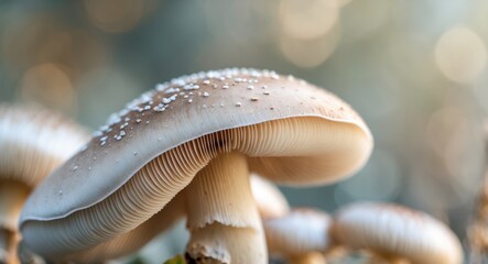 close up of gills of a mushroom for abstract background