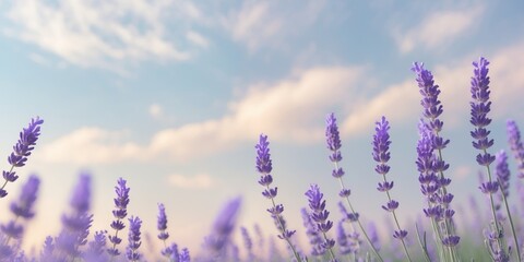 Obraz premium Vibrant Lavender Field with Blooming Purple Flowers and Pastel Sky Background.