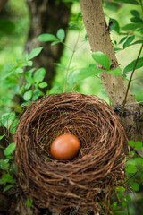 Eggs in a nest on a tree