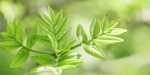 Young Green Maple Leaves at Sunlight, green monochrome colored spring natural pattern, outdoors...