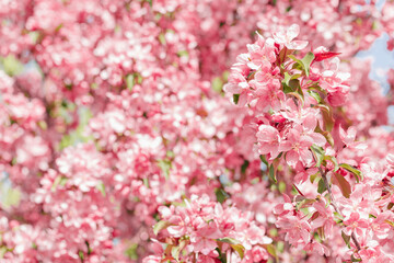 Pink Apple flowers, delicate textures of apple blossoms on bokeh background, pastel colored. Minimal nature scenic, spring blooms at natural light, tender vivid tones