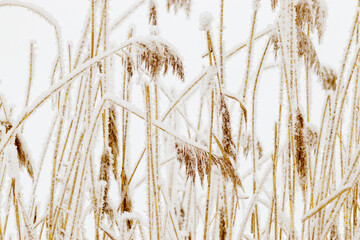 Fototapeta premium Closeup of frost-covered pampas grass on light white background. Icy textures and natural elegance of frozen plants as serene and tranquil winter atmosphere. Snow covering of dry reeds on frozen pond