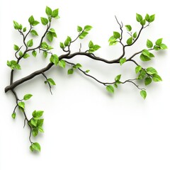 A green leaf branch against a white background.