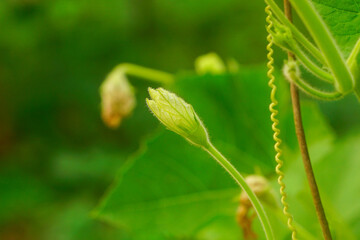 Bottle gourd or calabash inflorescence close up shot 