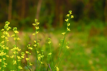 Close-up of the yellow rapeseed flowers	