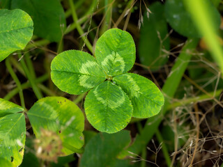 四つ葉のクローバーのある風景