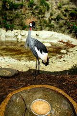 Crowned Crane 
