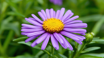 Fototapeta premium A vibrant purple flower with a yellow center, surrounded by green leaves, showcasing nature's beauty and intricate details.