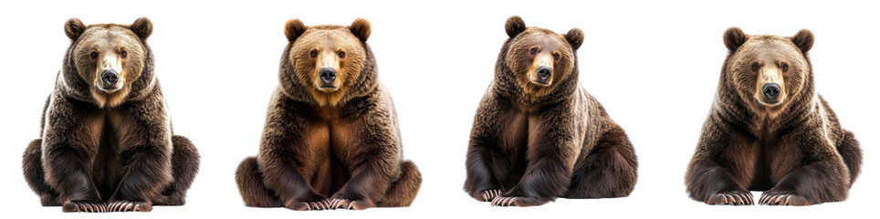 Majestic bear isolated on a white background. Mix Collection Png.