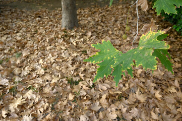 Plane tree leaves drying and falling to the ground in autumn