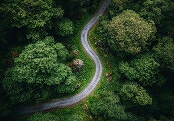 Aerial view of a winding gravel road through a lush green forest. The road curves gently through the dense foliage, creating a scenic pathway. The