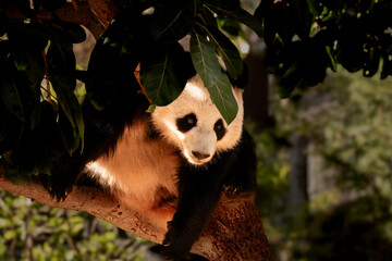 animal, Asia, bear, bear panda, black and white, China, cute, fun, fun animals, panda, wild animal,...
