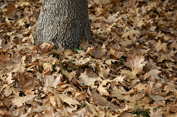 Plane tree leaves drying and falling to the ground in autumn