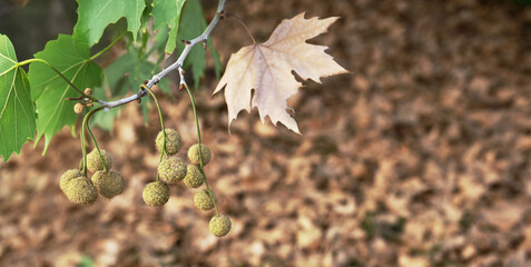 Plane tree leaves drying and falling to the ground in autumn