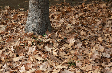 Plane tree leaves drying and falling to the ground in autumn