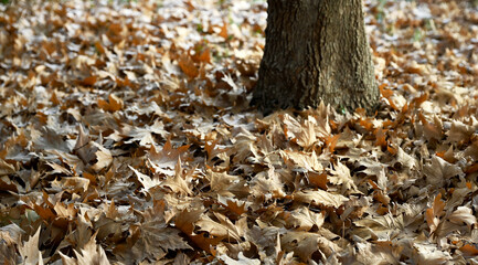 Plane tree leaves drying and falling to the ground in autumn