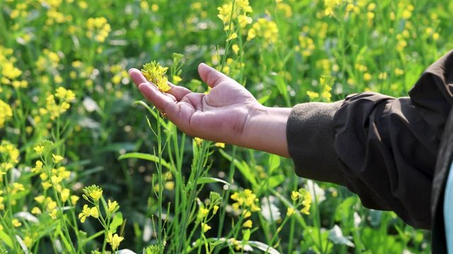 girl hand touching mustard yellow flowers with blurred background at day