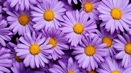 Fototapeta premium A vibrant cluster of purple daisies, showcasing their striking yellow centers, perfect for floral arrangements and nature-inspired decor.