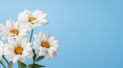 Fototapeta premium A vibrant bouquet of white daisies with yellow centers against a soft blue background, conveying freshness and natural beauty.
